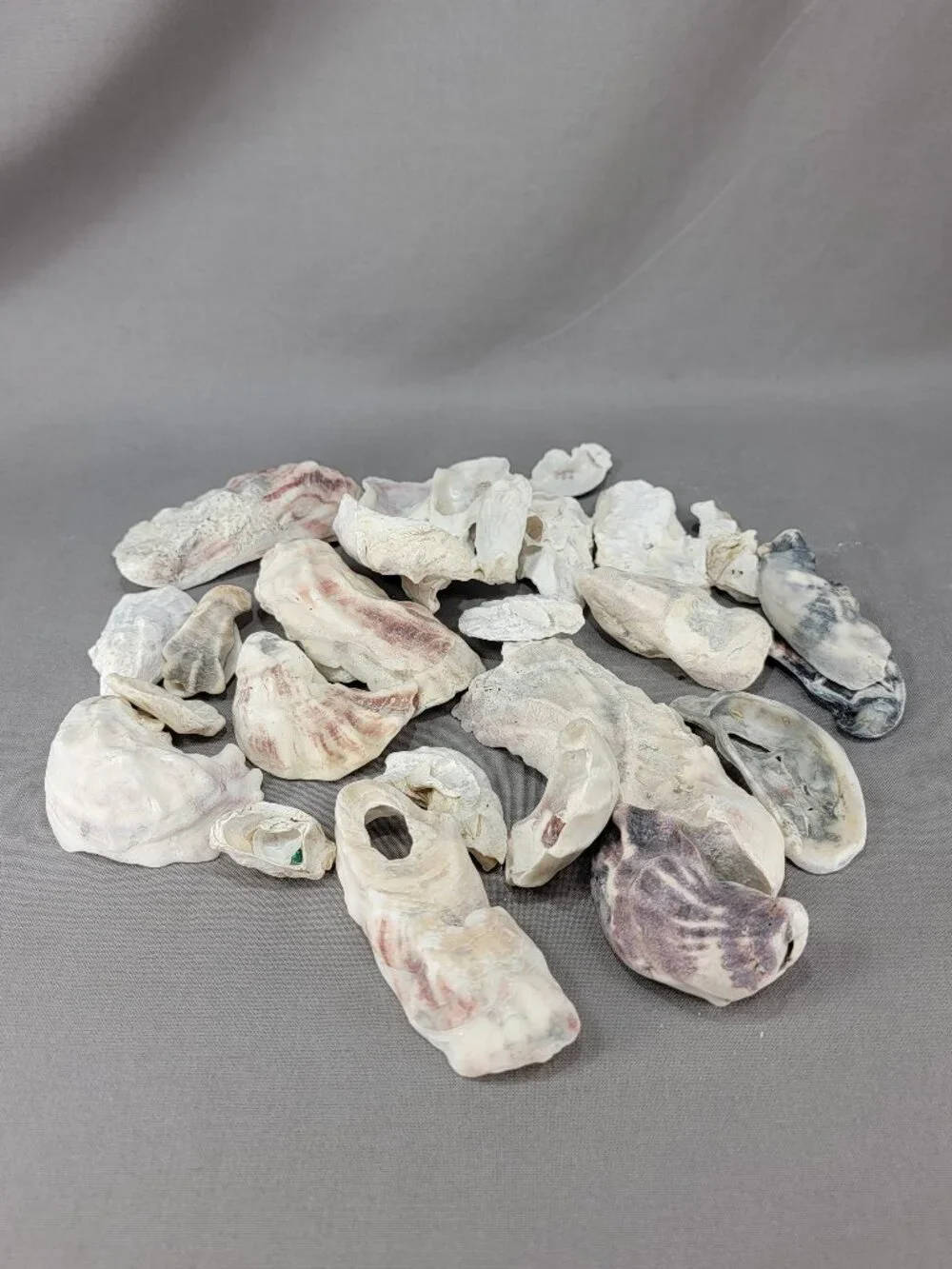 Oyster Shell Seashell Mixed Lot Nautical Beach Ocean Decor Crafts